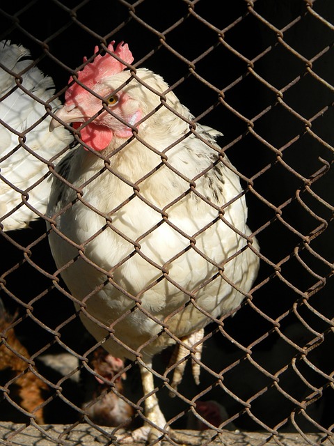 团队精神 团队精神